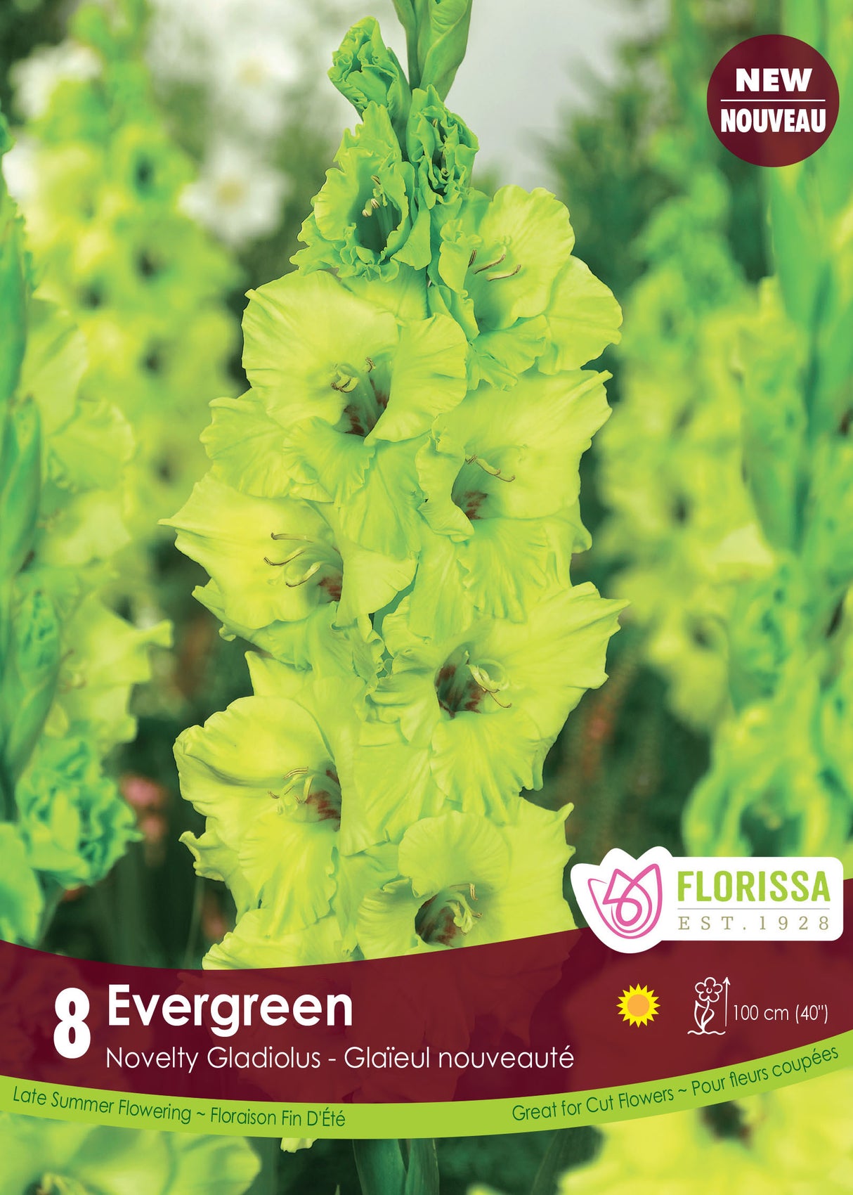 Gladiolus - Evergreen Retail