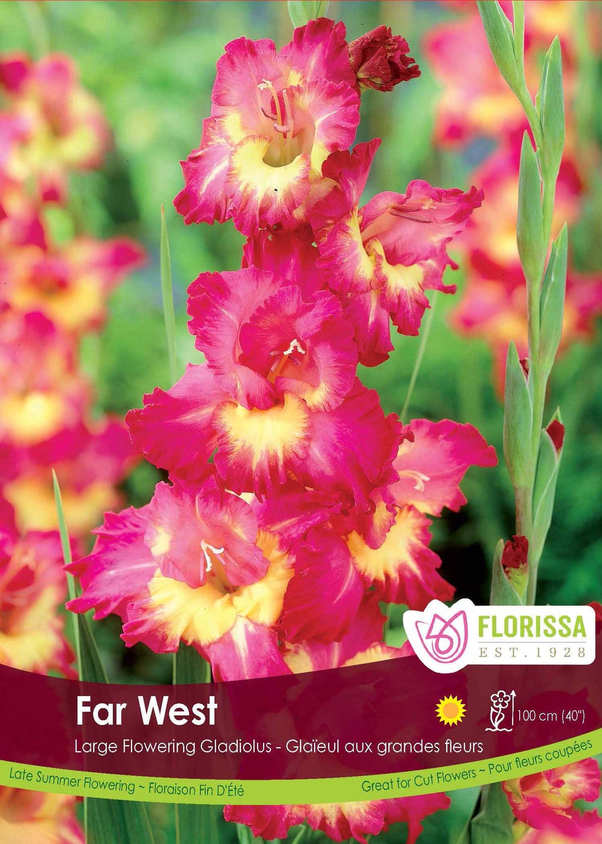 Gladiolus - Far West Bulk