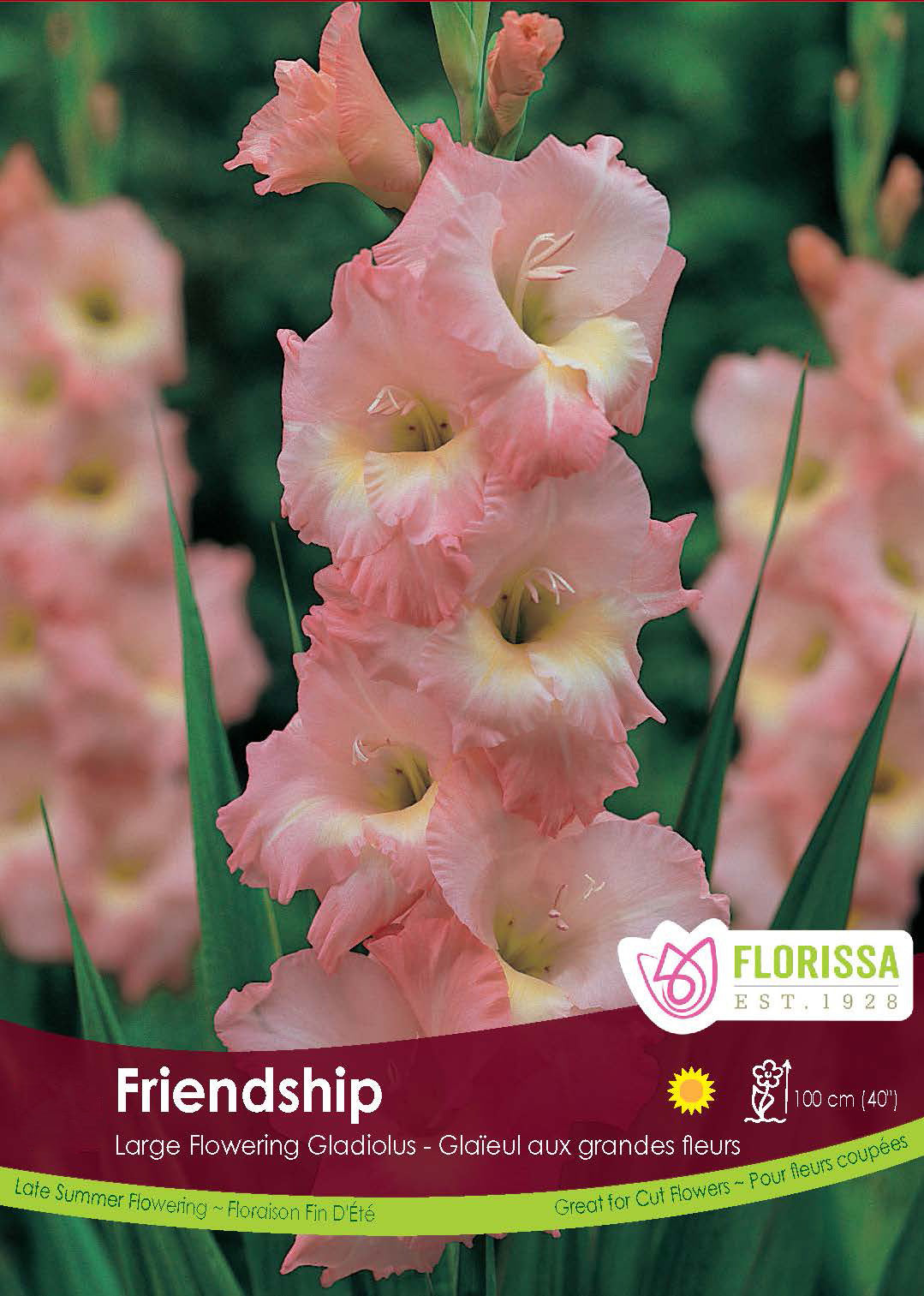 Gladiolus - Friendship Bulk