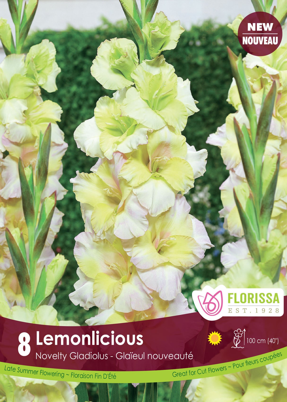 Gladiolus - Lemonlicious Retail