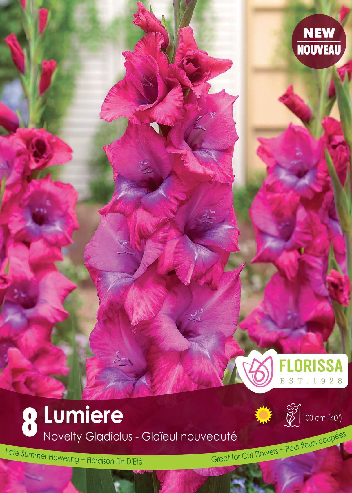 Gladiolus - Lumiere Retail