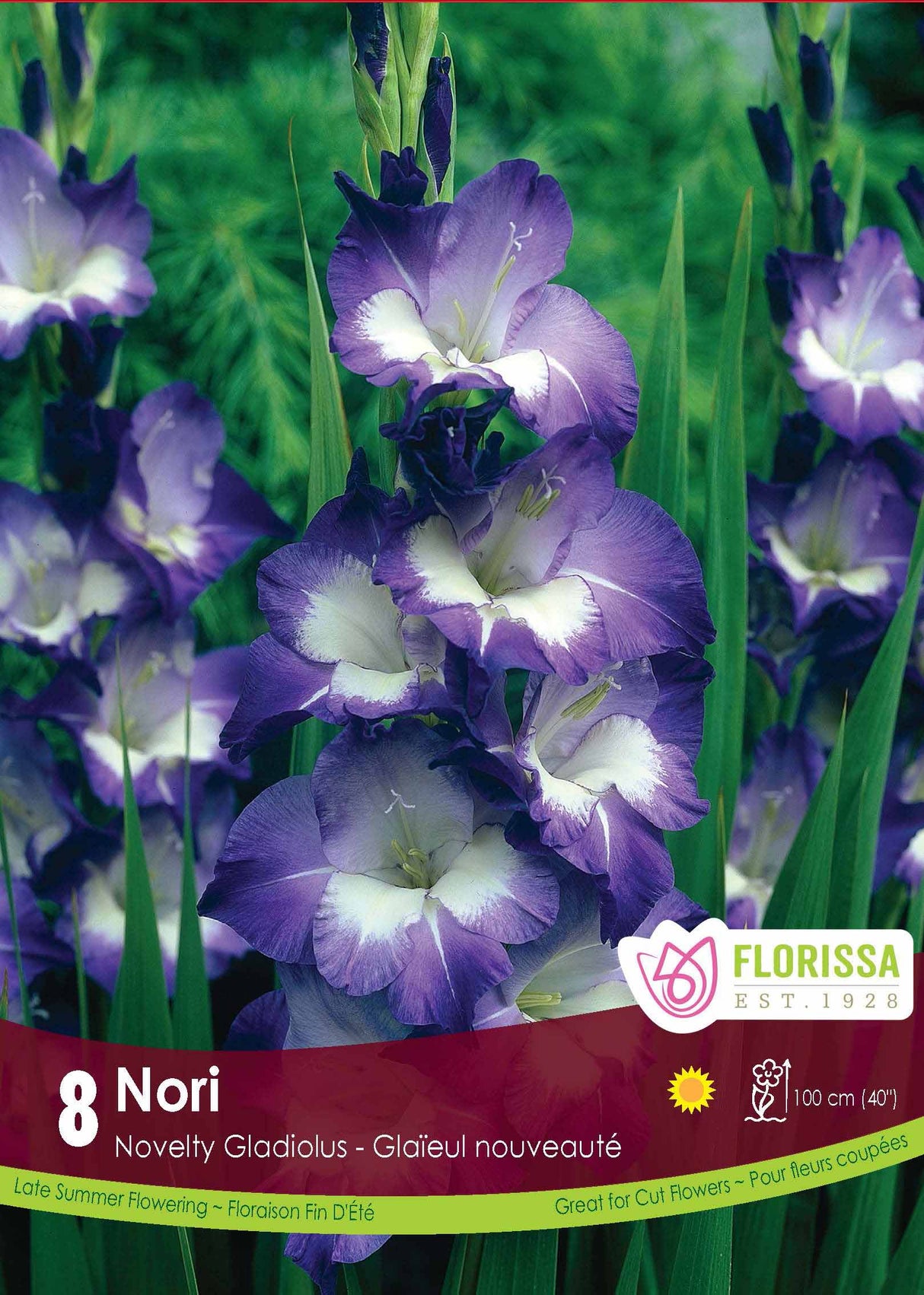 Gladiolus - Nori Retail