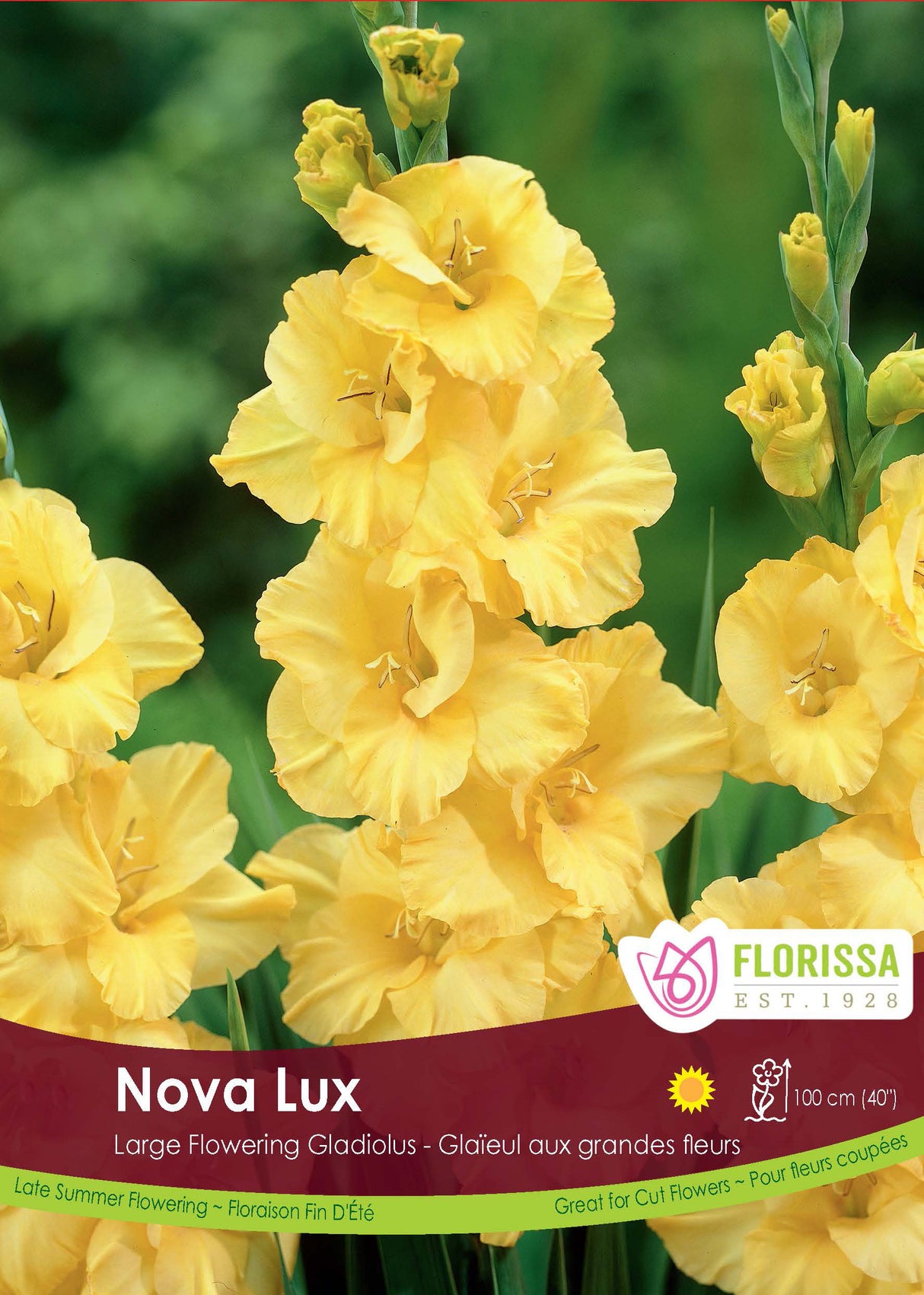 Gladiolus - Nova Lux Bulk