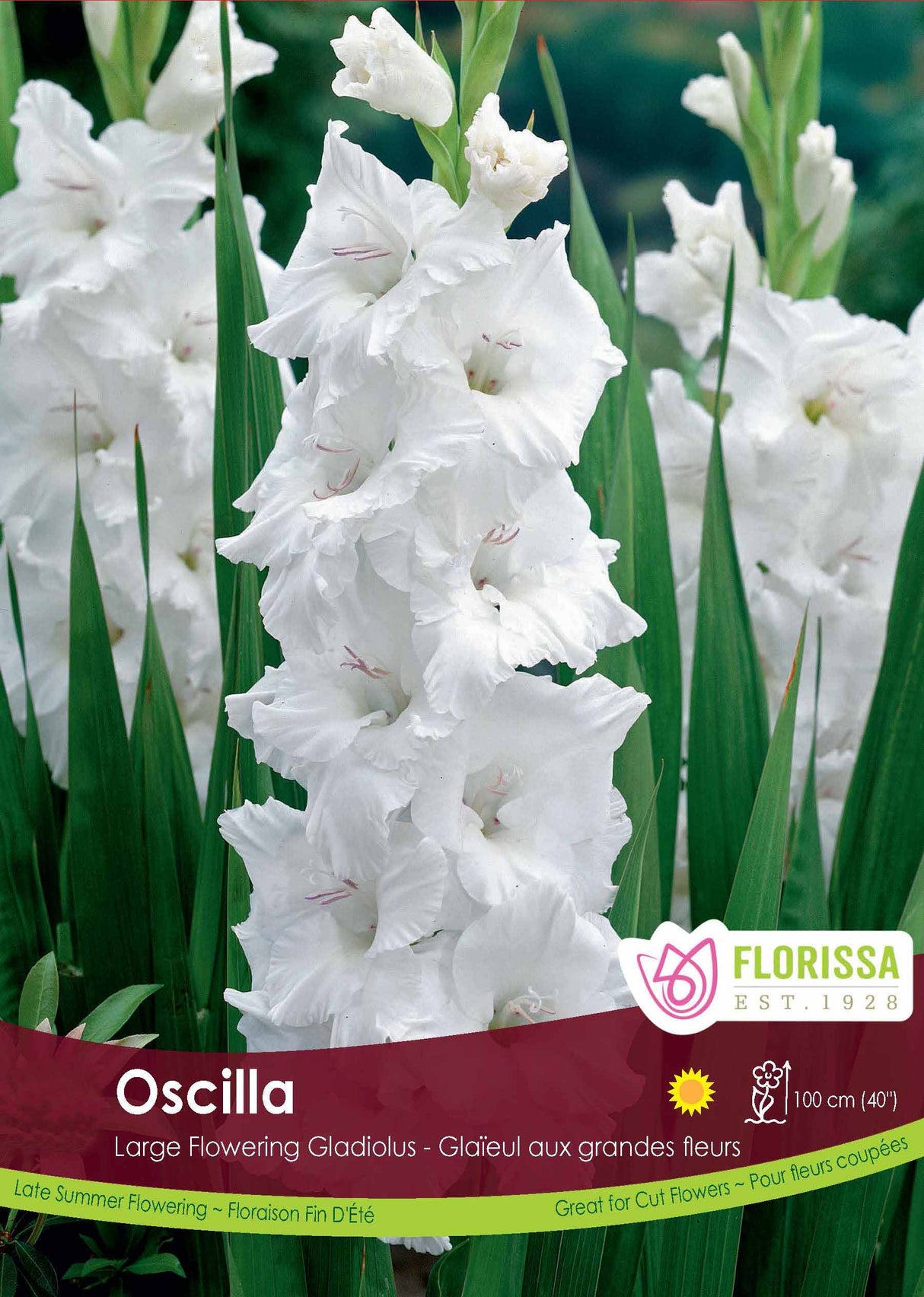 Gladiolus - Oscilla Bulk