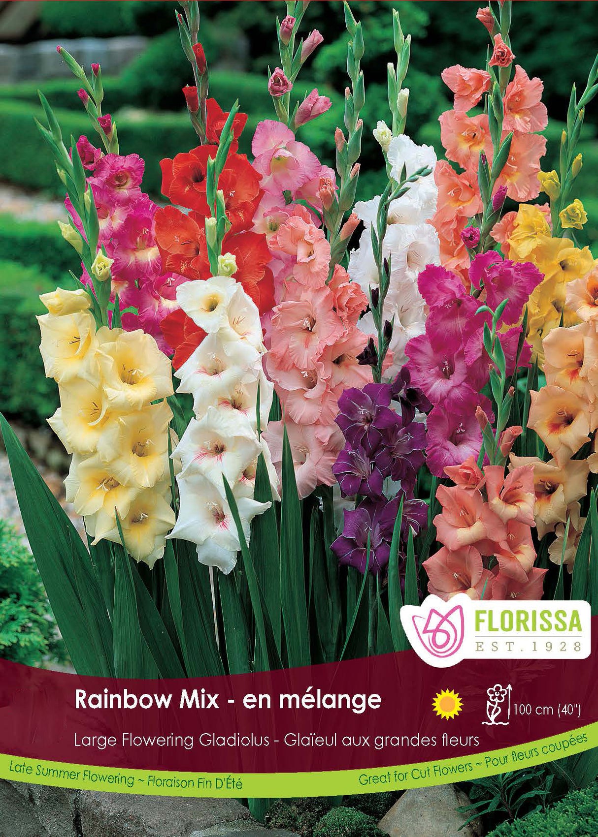 Gladiolus - Rainbow Mix Promo Pack