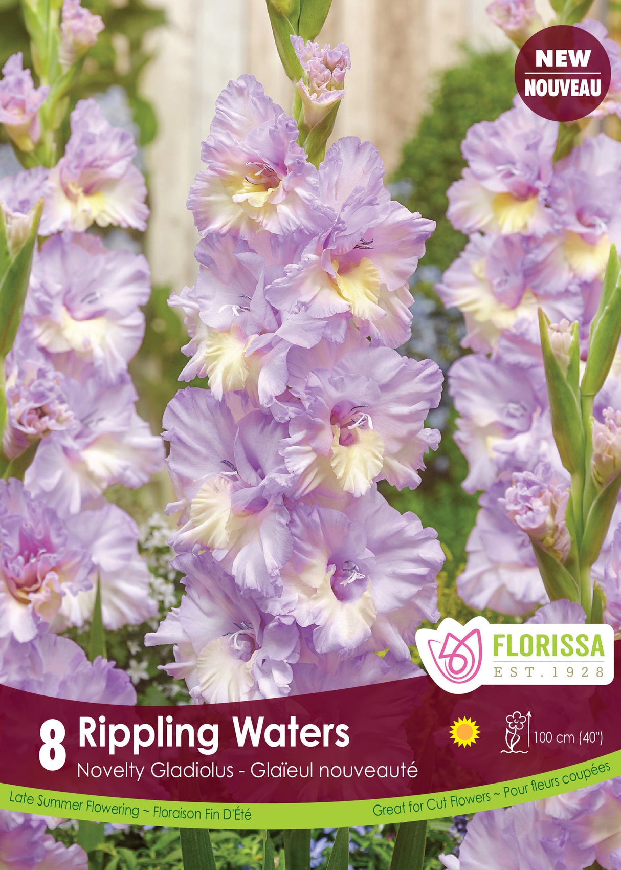 Gladiolus - Rippling Waters Retail