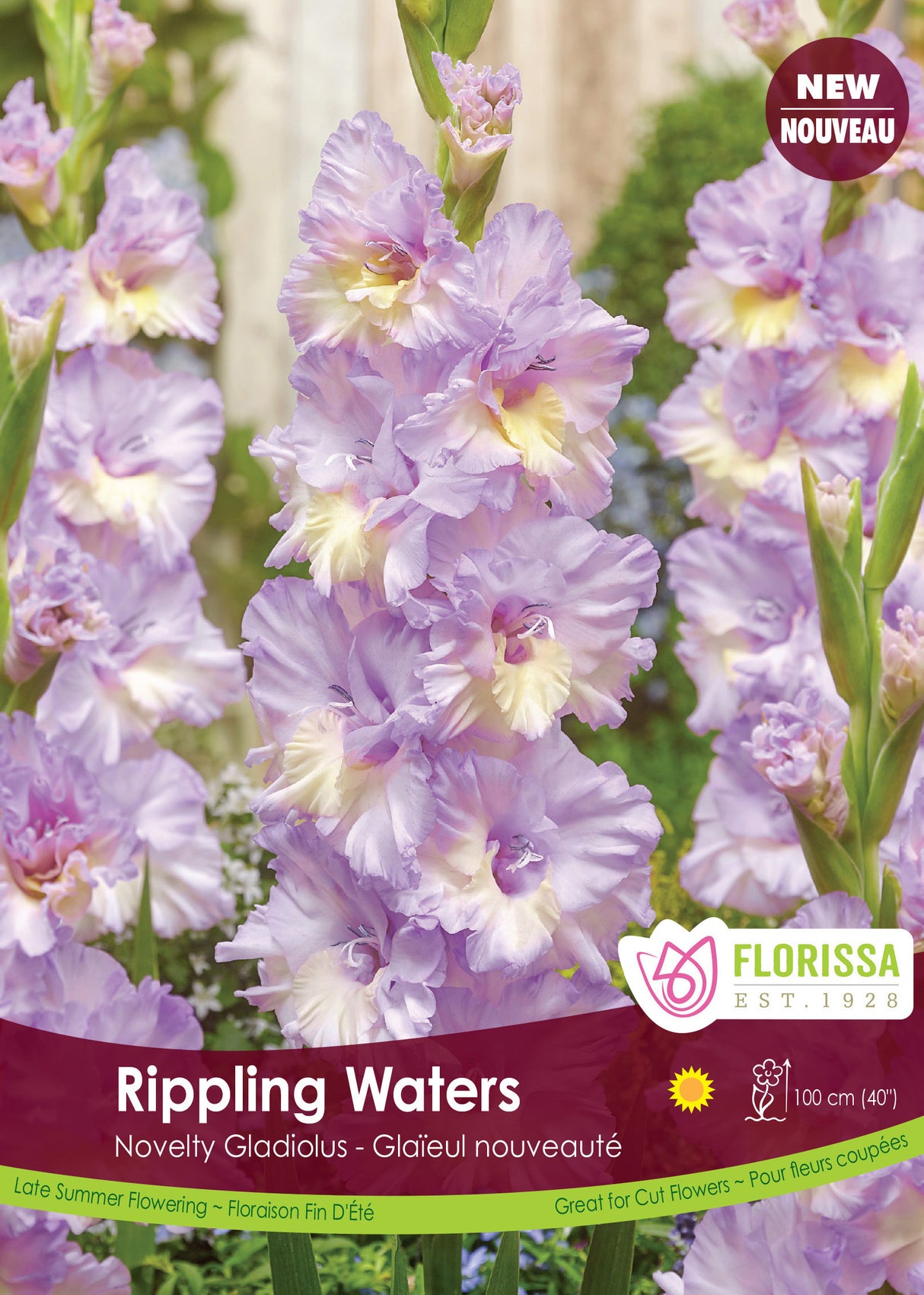 Gladiolus - Rippling Waters Bulk