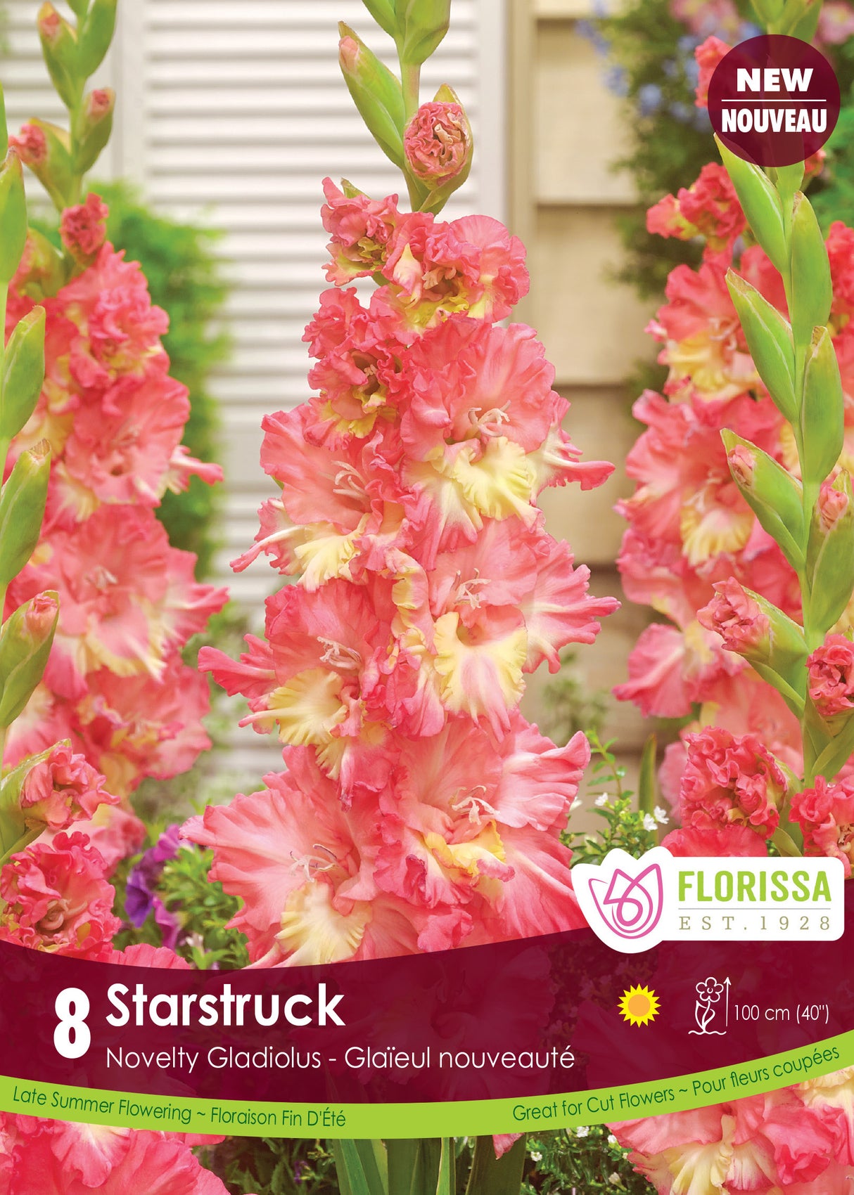 Gladiolus - Starstruck Retail