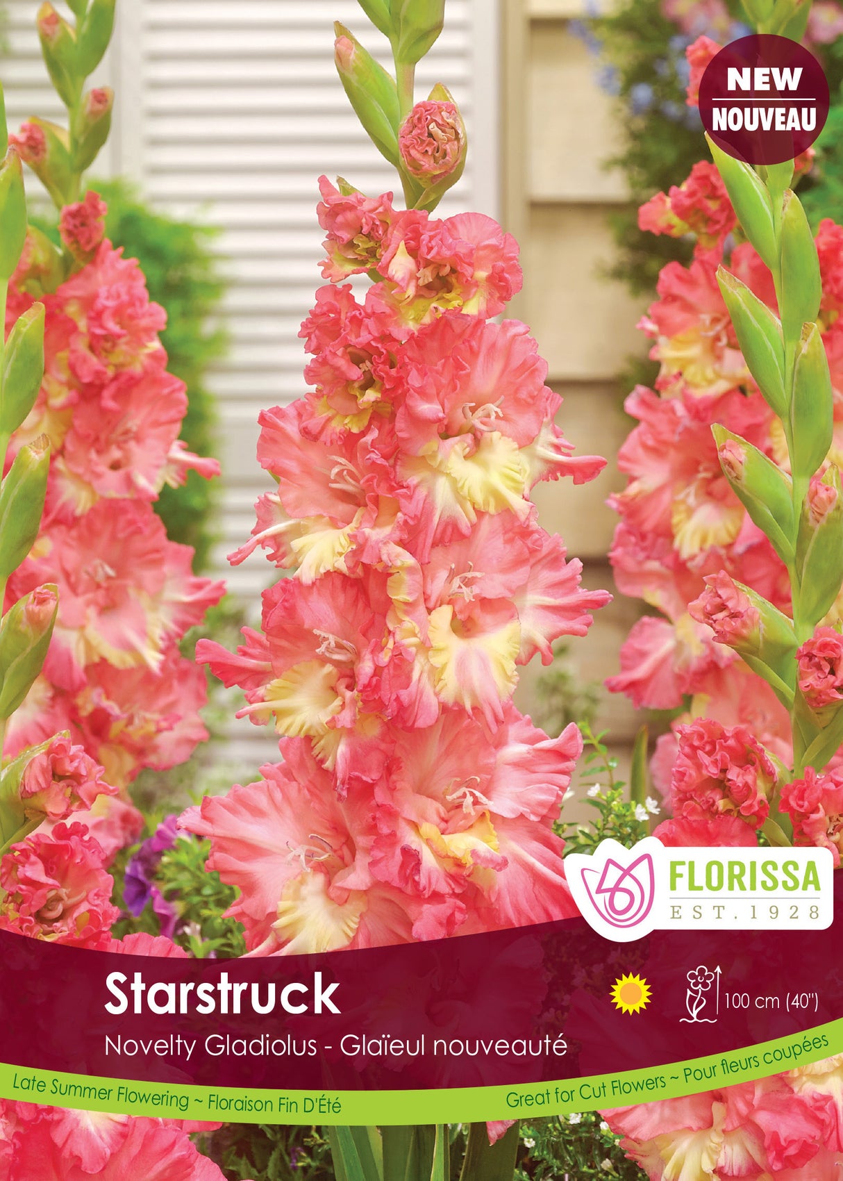 Gladiolus - Starstruck Bulk
