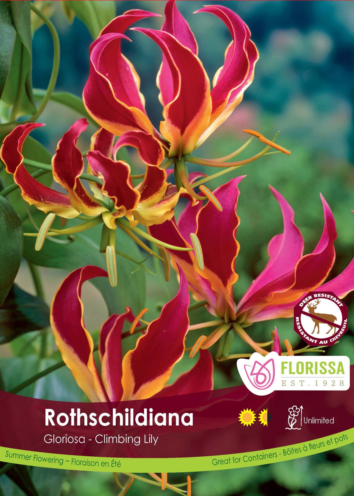 Gloriosa - Rothschildiana