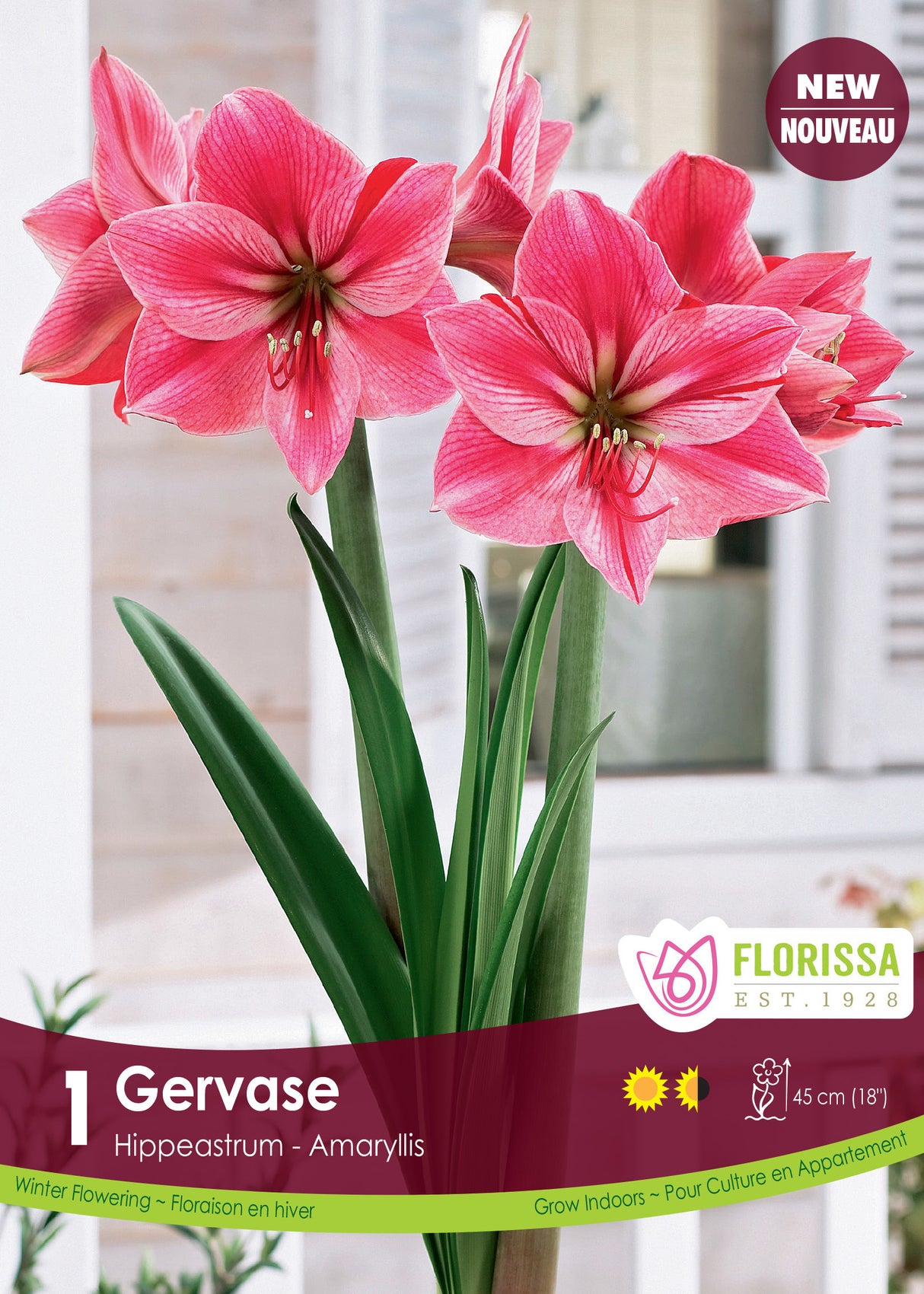 Amaryllis - Gervase Size 34/36