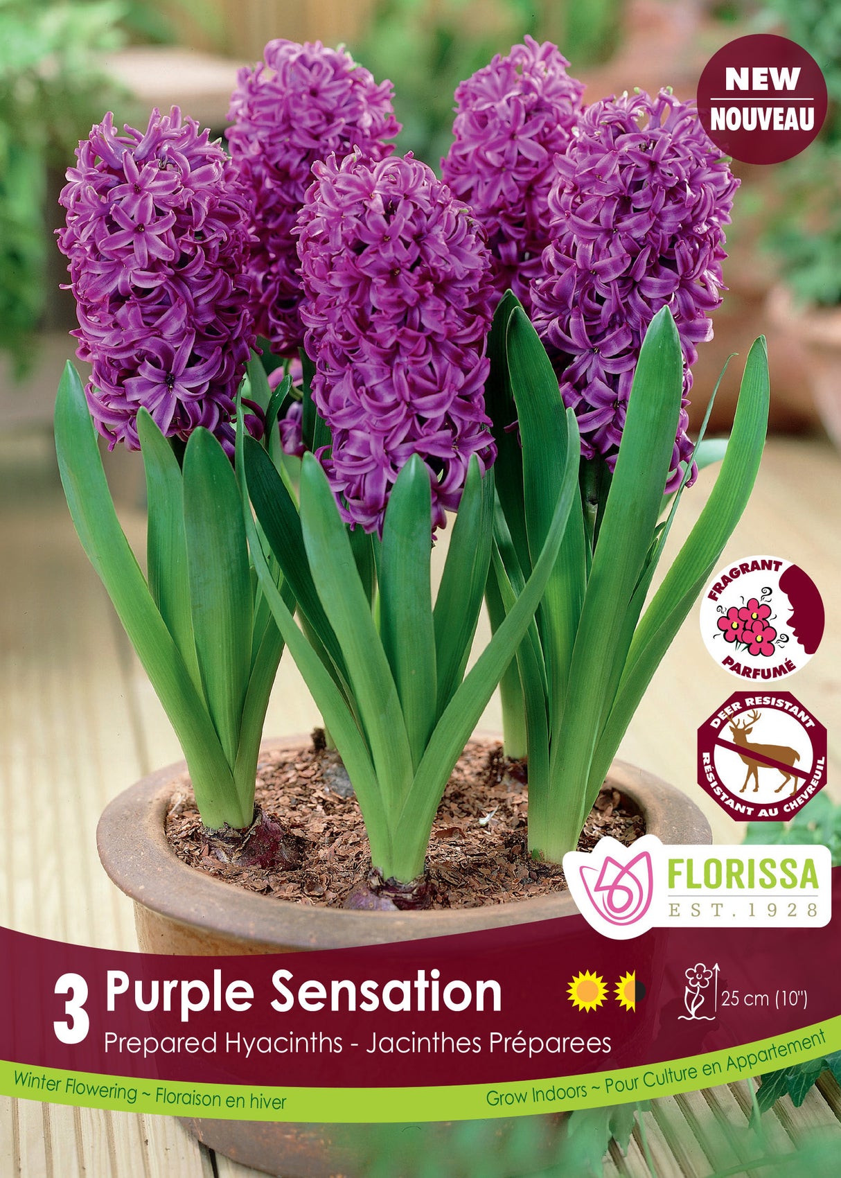 Hyacinth Prepared - Purple Sensation Retail