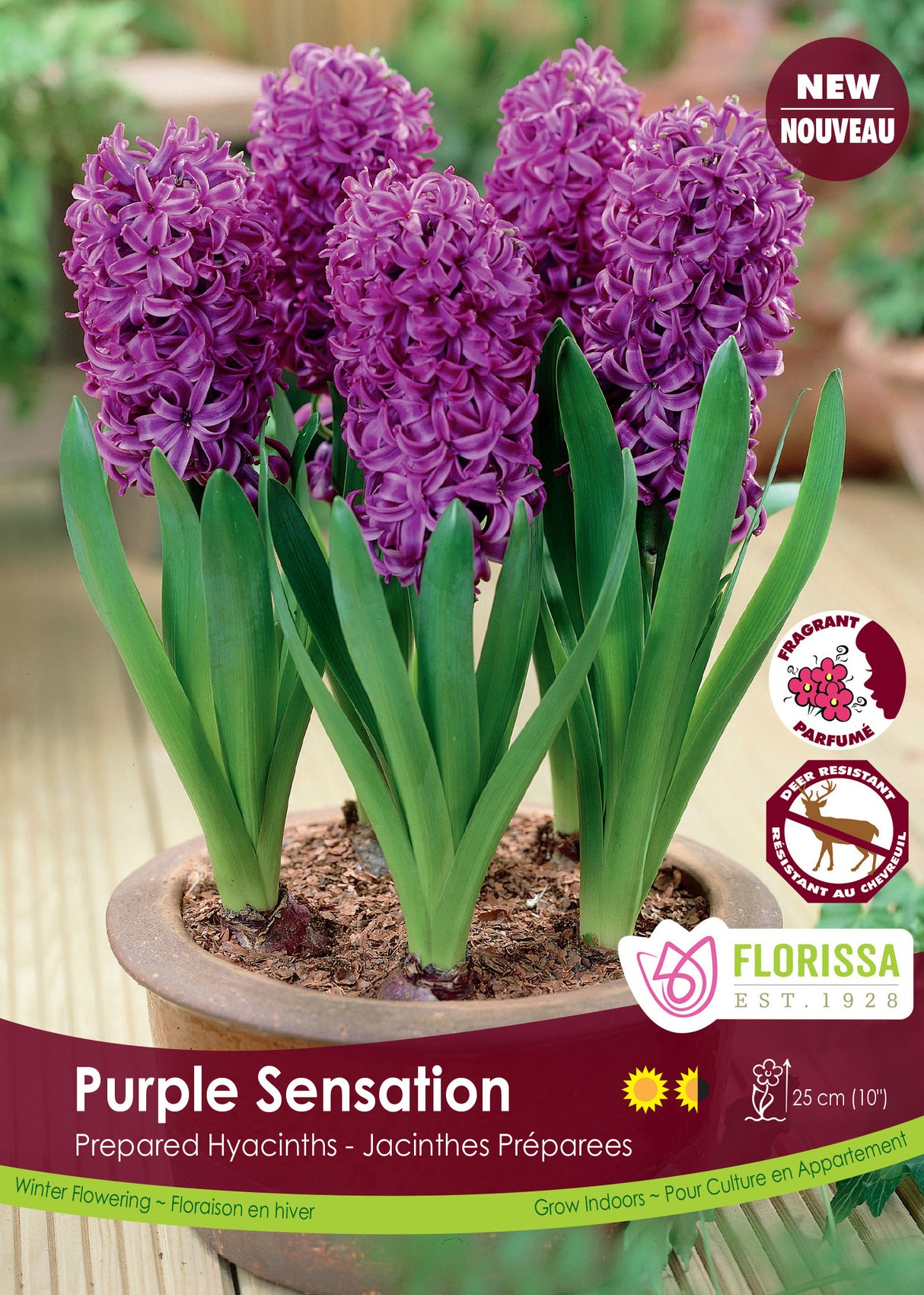 Hyacinth Prepared -  Purple Sensation Bulk