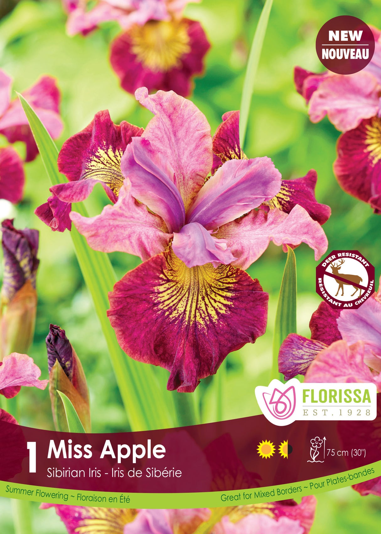 Iris Sibirica - Miss Apple Retail