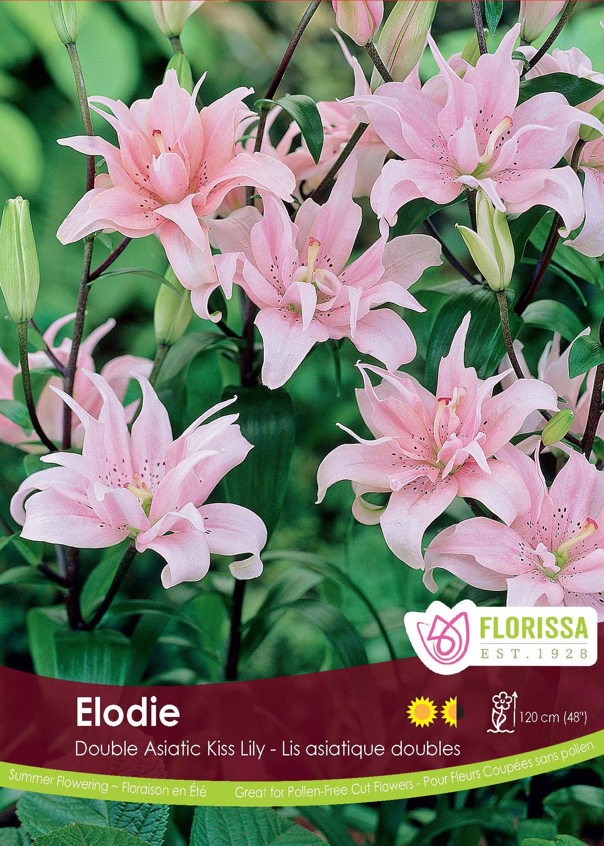 Lily Double Asiatic Kiss - Elodie Retail