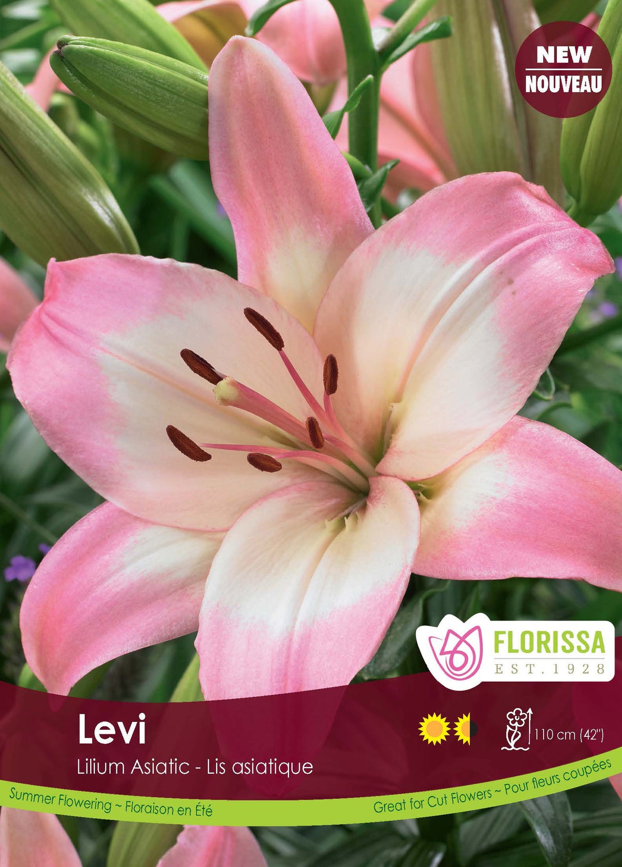 Lily Asiatic - Levi Retail