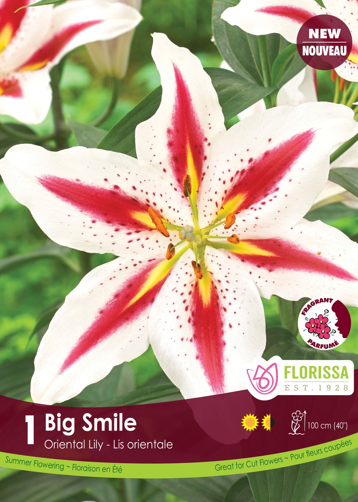 Lily Oriental  - Big Smile Retail