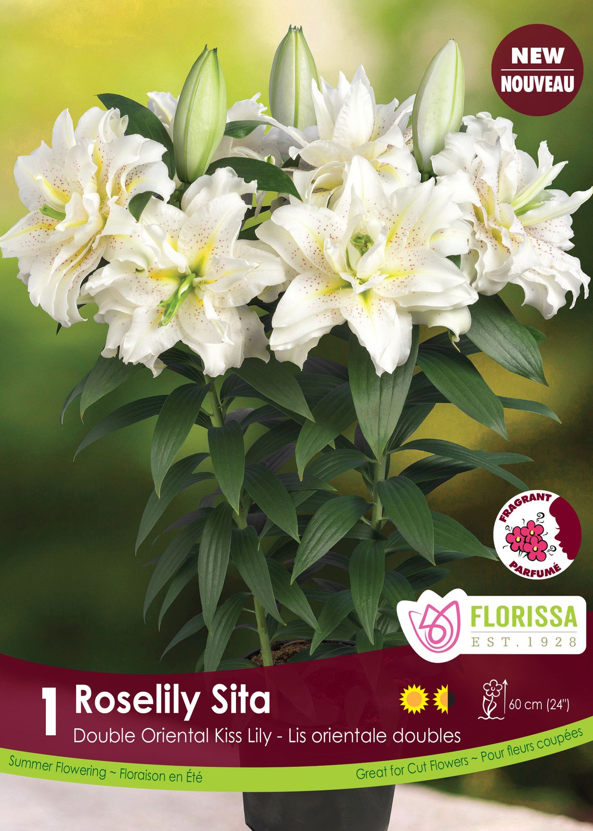 Lily Double Oriental - Roselily Sita Retail