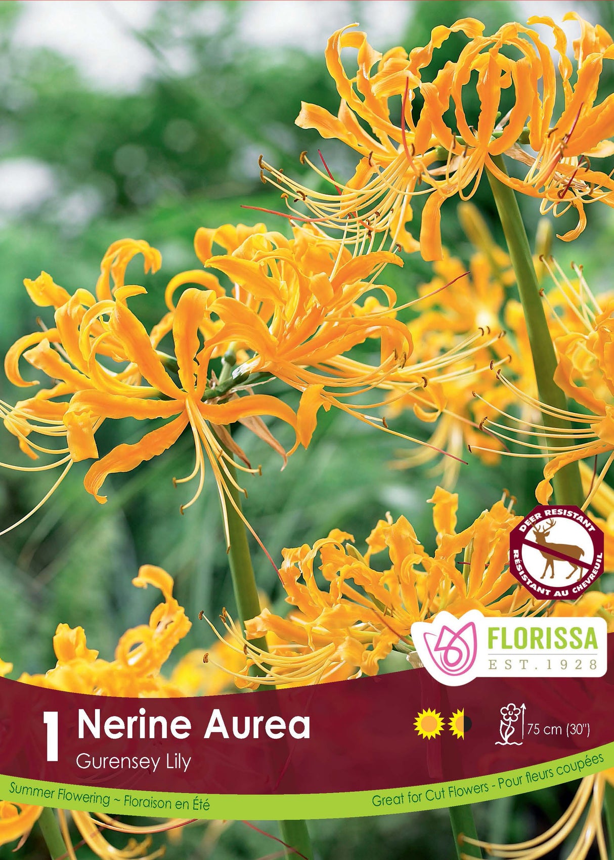 Nerine - Aurea