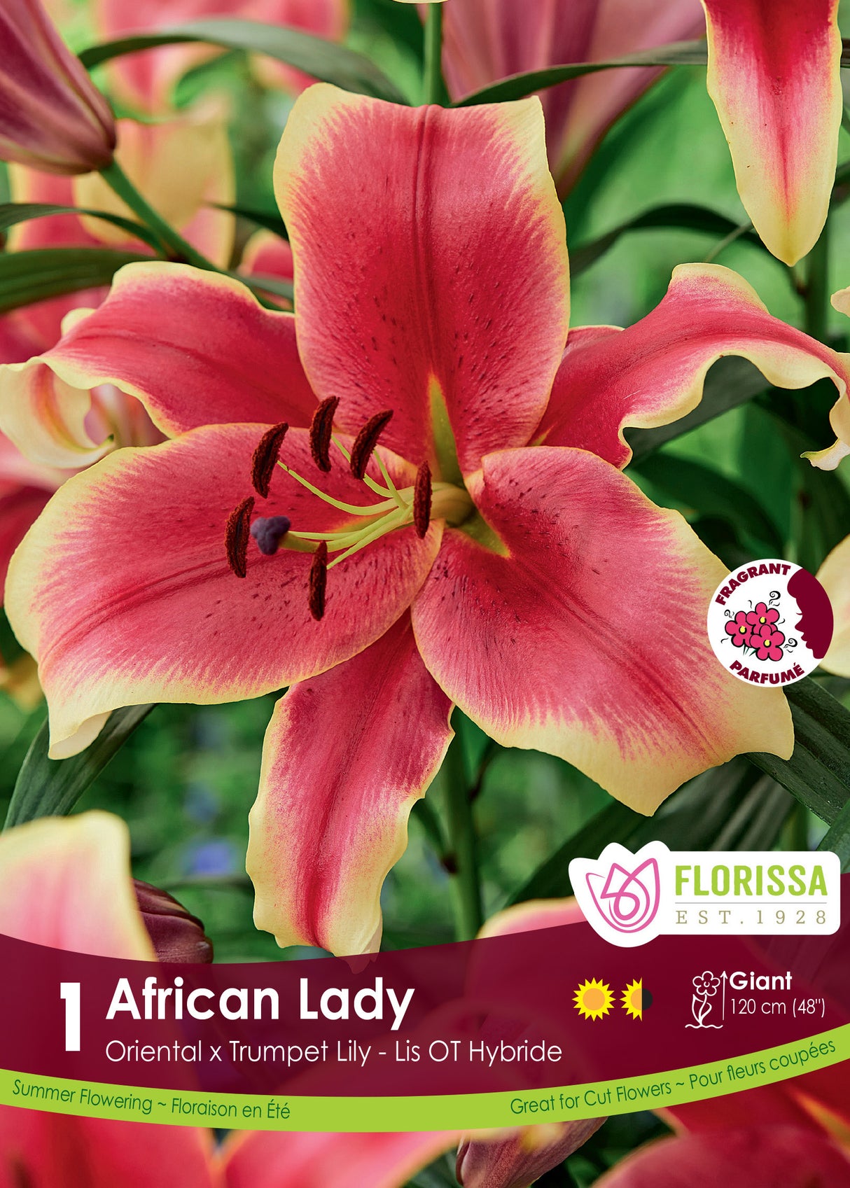 Lily O/T Hybrid  - African Lady Retail