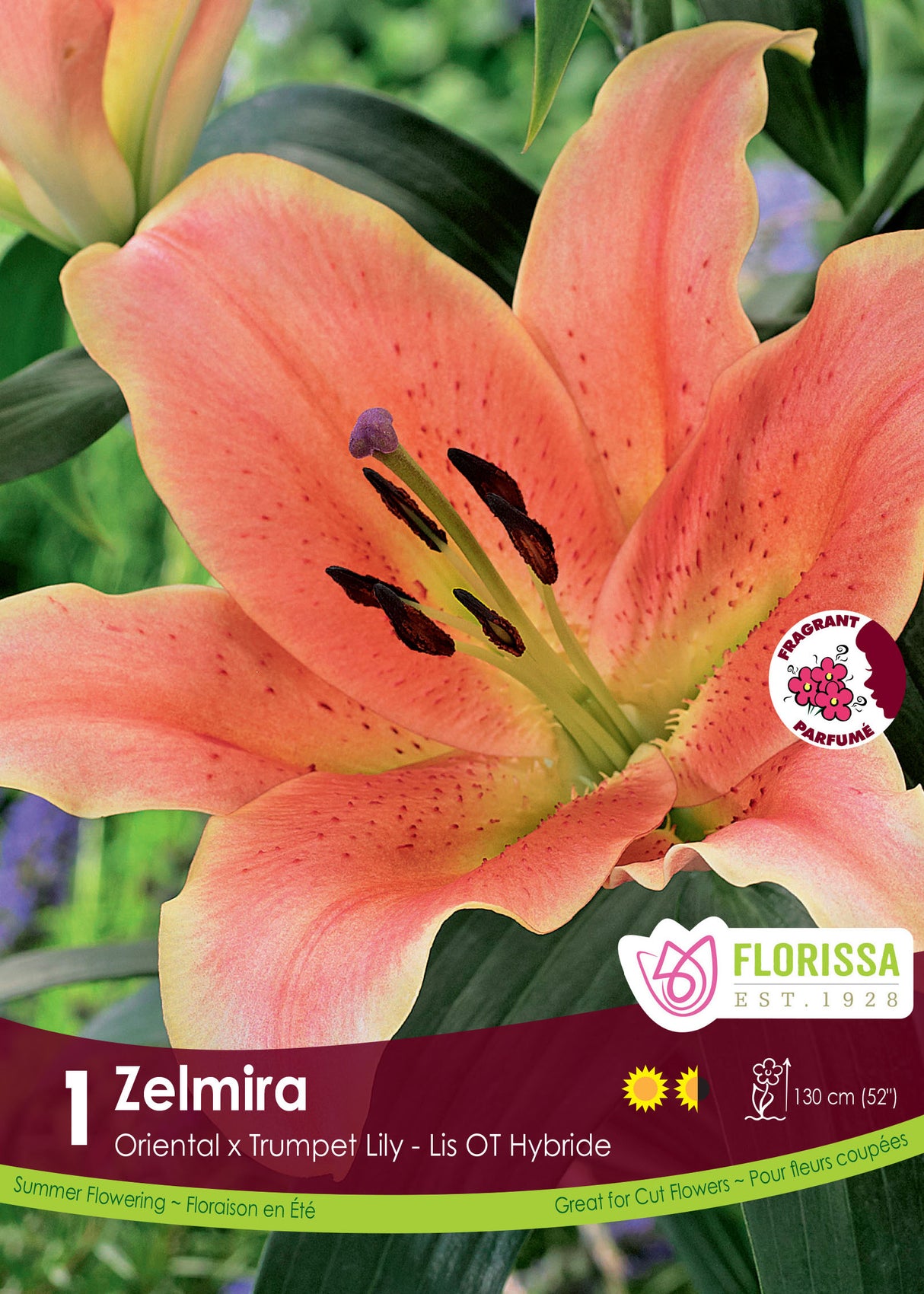 Lily O/T Hybrid  - Zelmira Retail