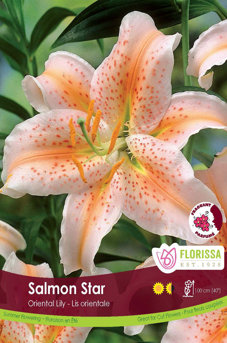 Lily Oriental  - Salmon Stargazer Retail