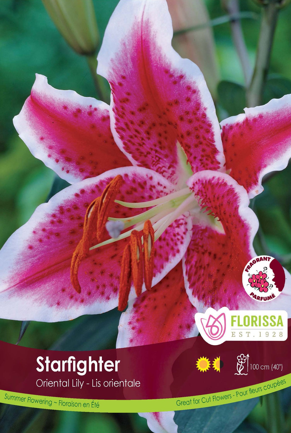 Lily Oriental  - Stargazer Retail