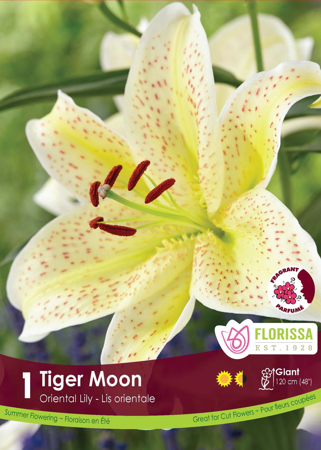 Lily Oriental  - Tiger Moon Retail