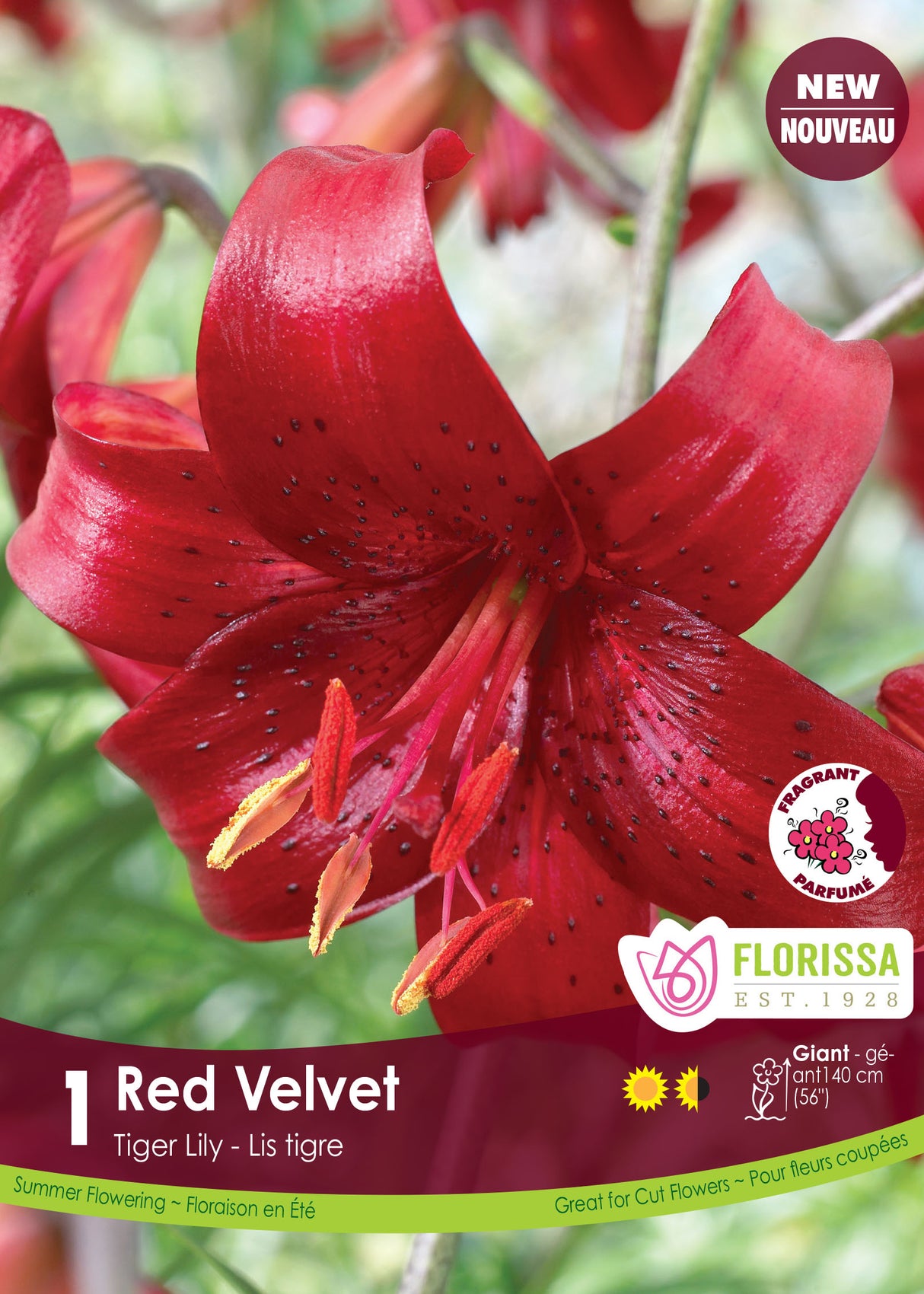 Lily Tiger  - Red Velvet Retail