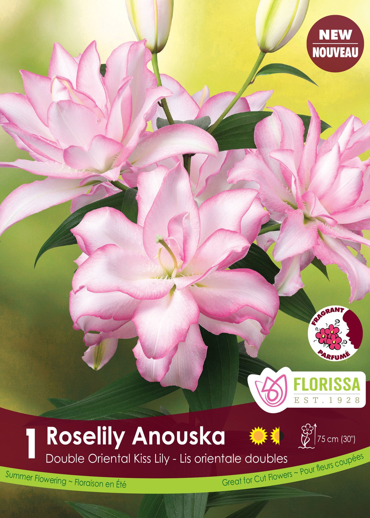 Lily Double Oriental  - Roselily Anouska Retail
