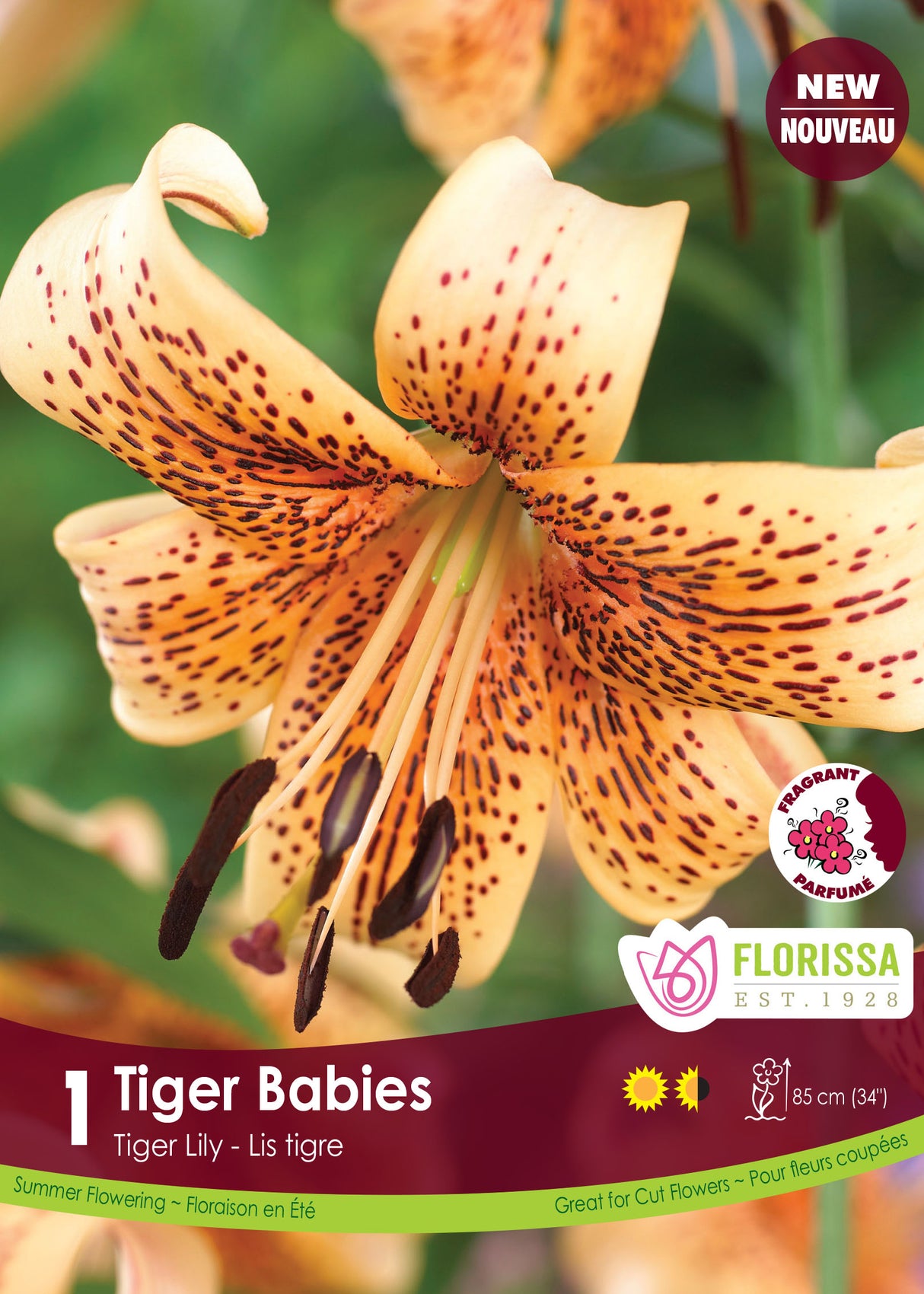 Lily Tiger  - Tiger Babies Retail