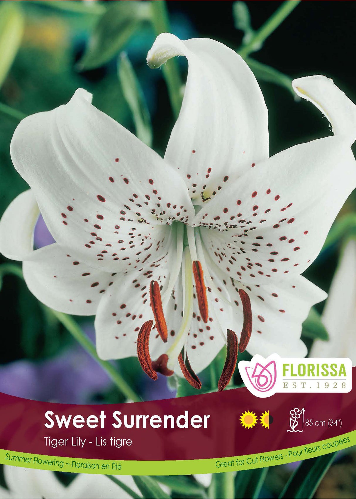 Lily Tiger - Sweet Surrender Retail