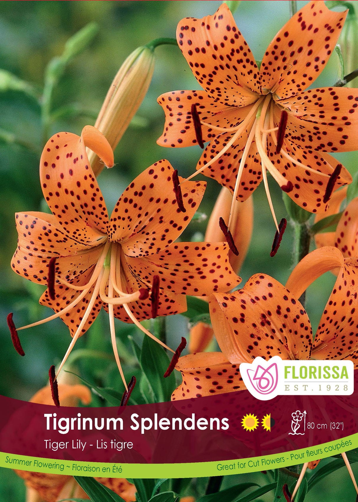 Lily Tiger - Tigrinum Splendens Retail