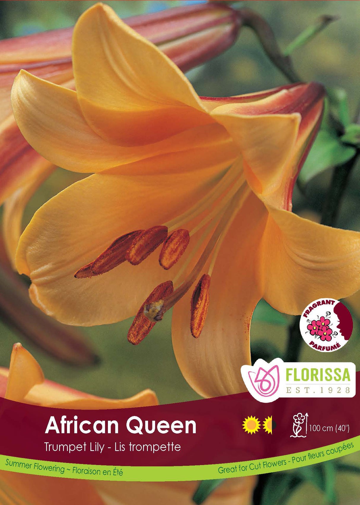 Lily Trumpet  - African Queen Retail