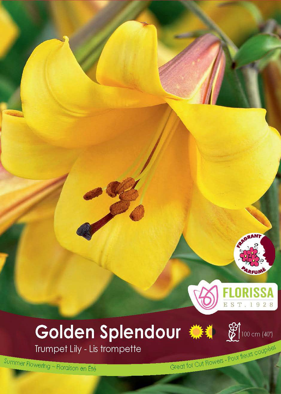 Lily Trumpet  - Golden Splendour Retail