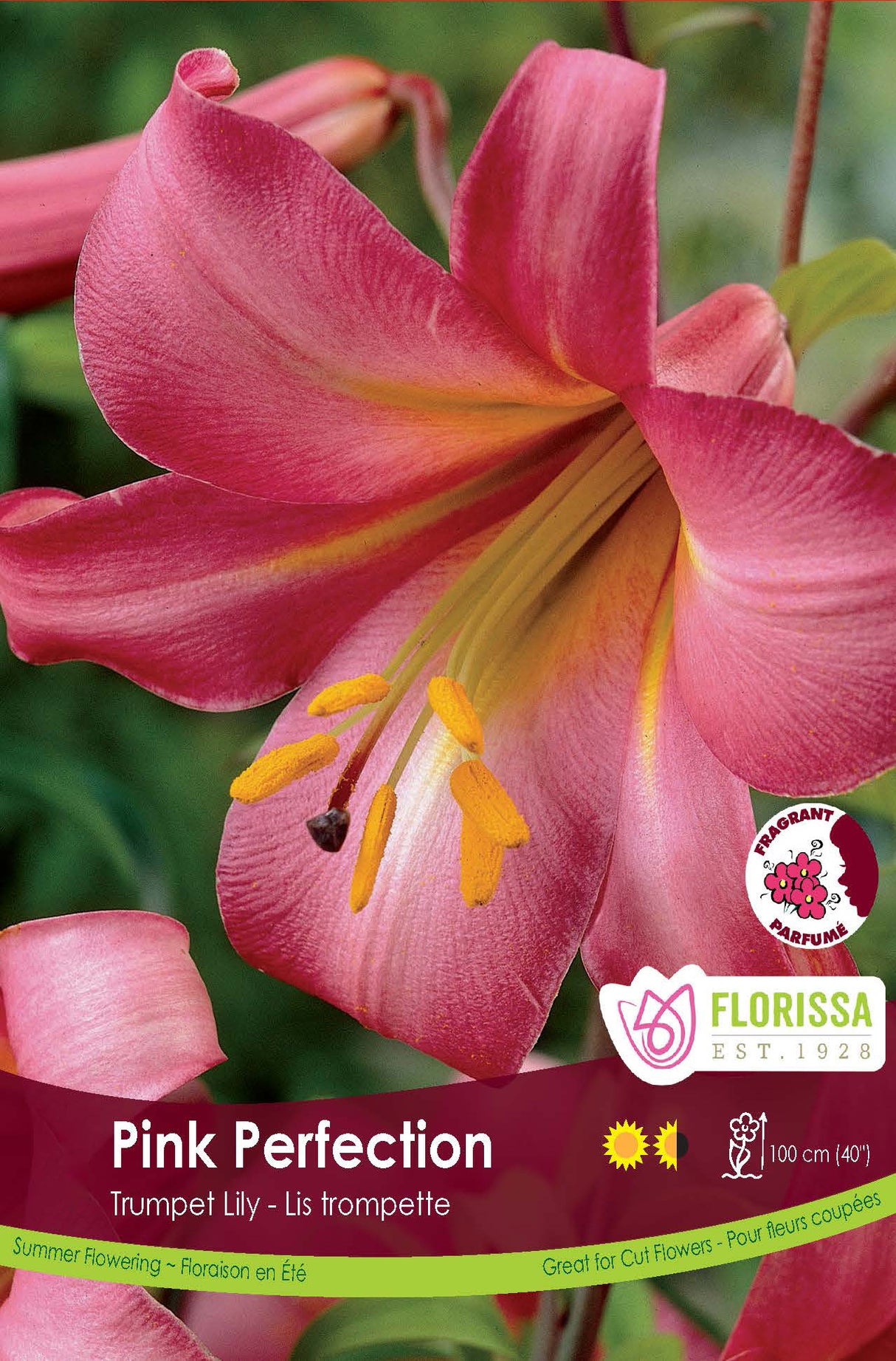 Lily Trumpet  - Pink Perfection Retail