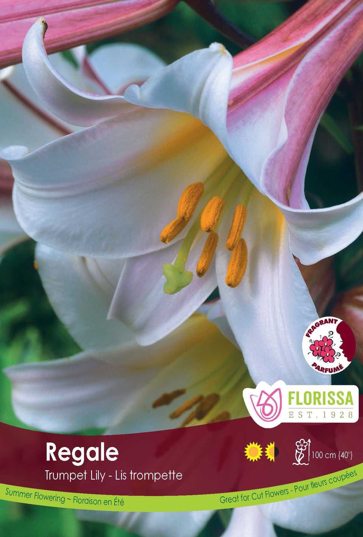 Lily Trumpet  - Regale Retail