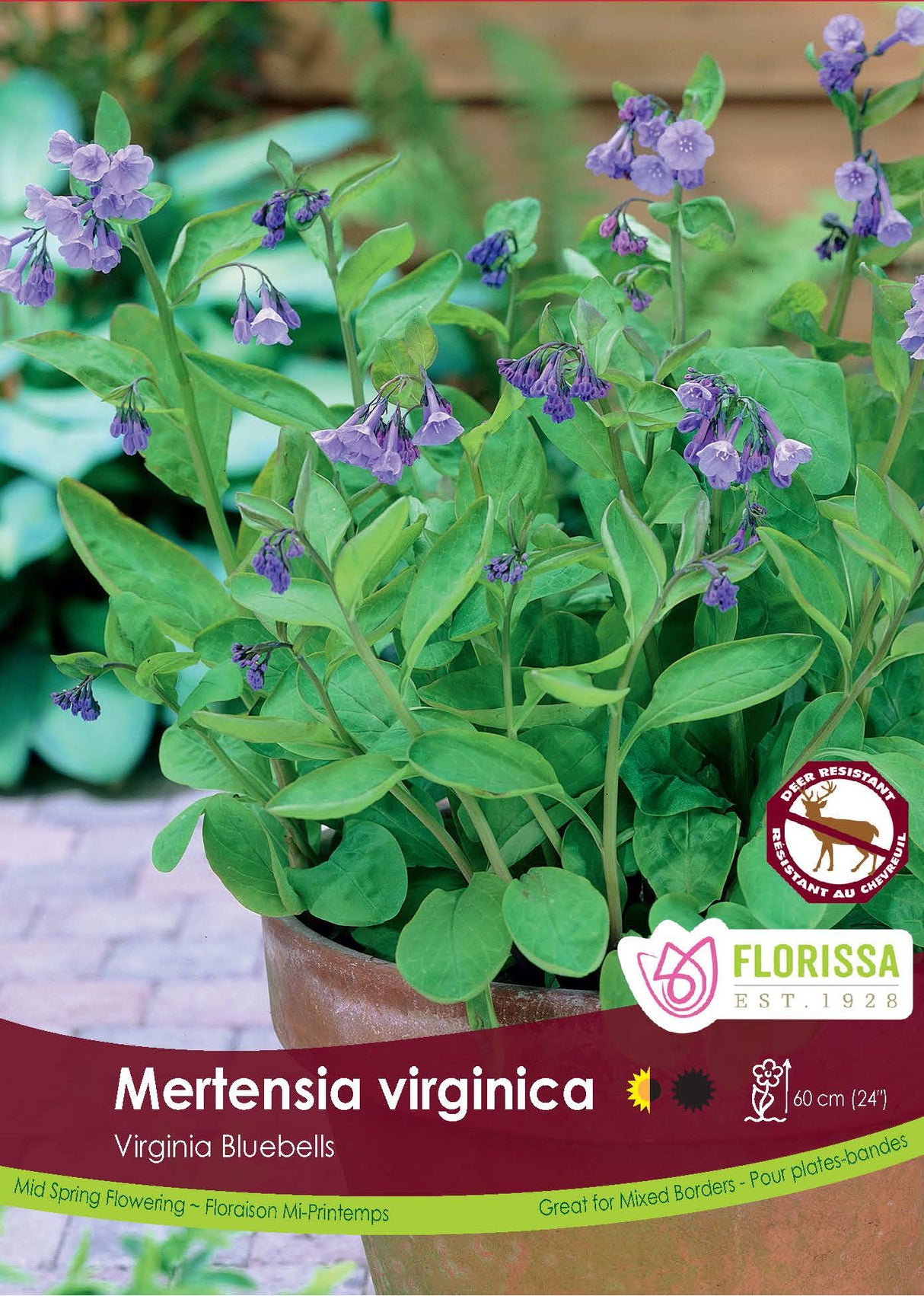 Mertensia Virginica