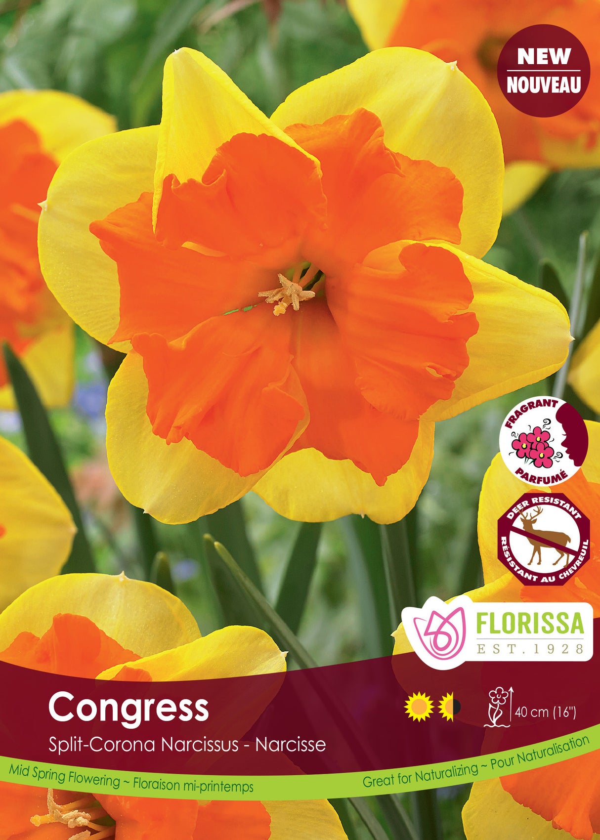 Narcissus Split Cup - Congress Bulk