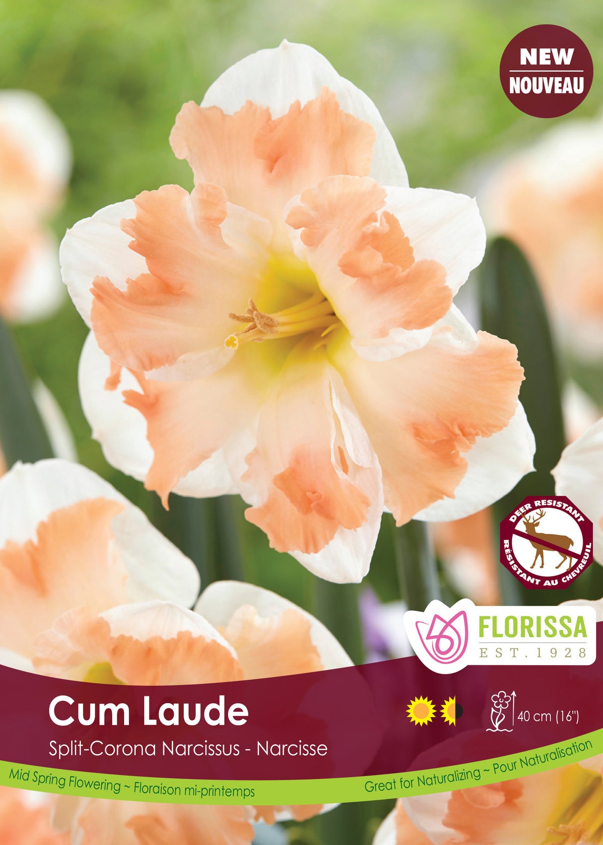 Narcissus Split Cup - Cum Laude Bulk