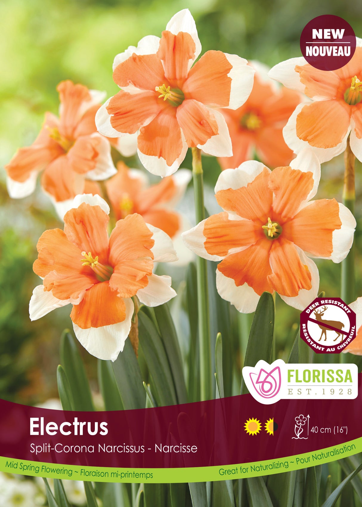 Narcissus Split Cup - Electrus Bulk