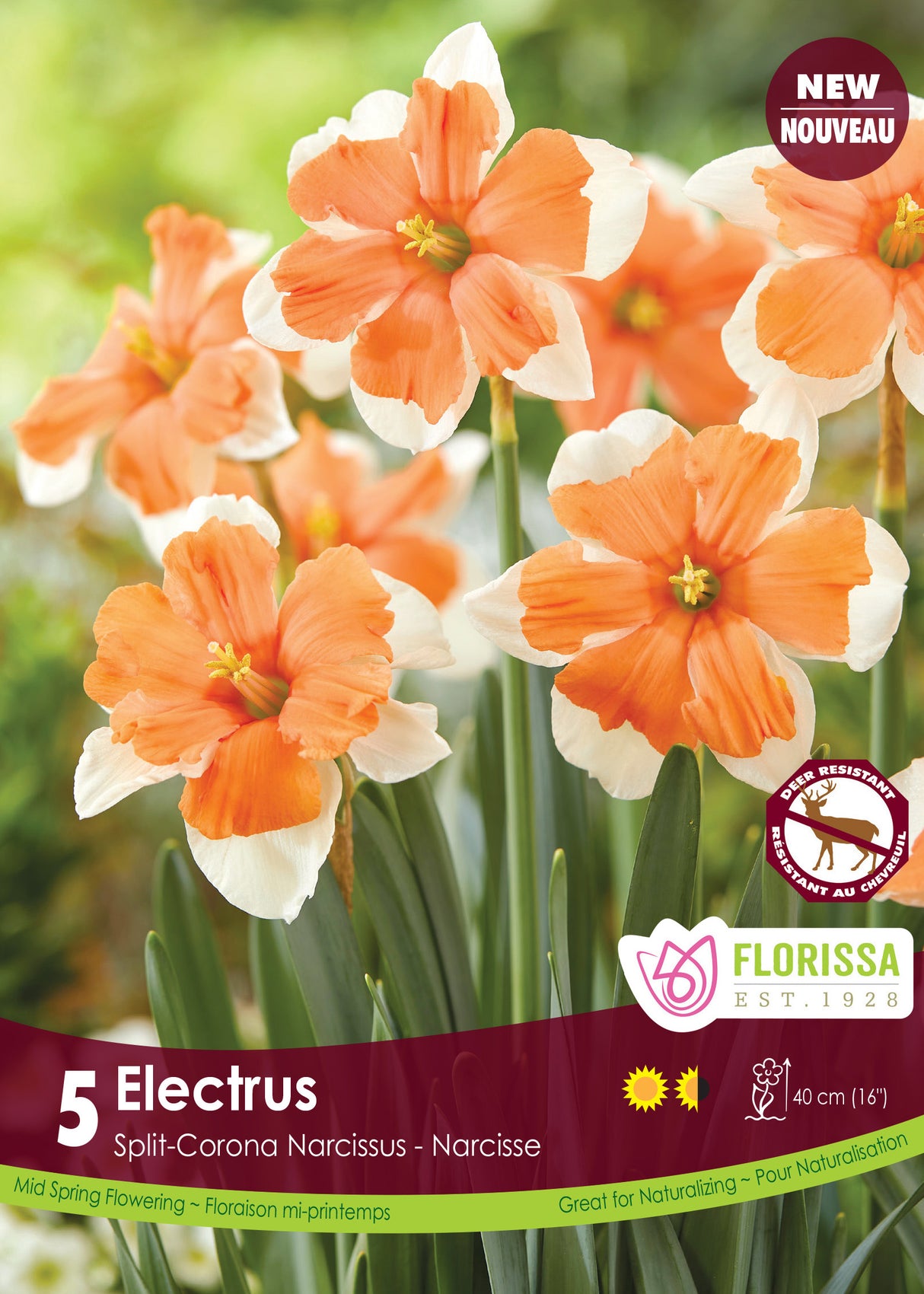Narcissus Split Cup - Electrus Retail