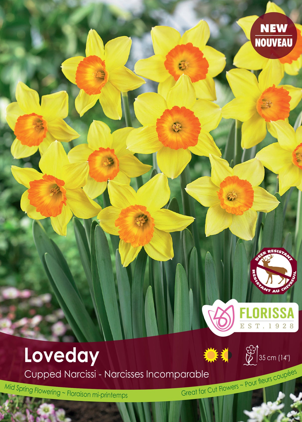 Narcissus Cupped - Loveday Bulk