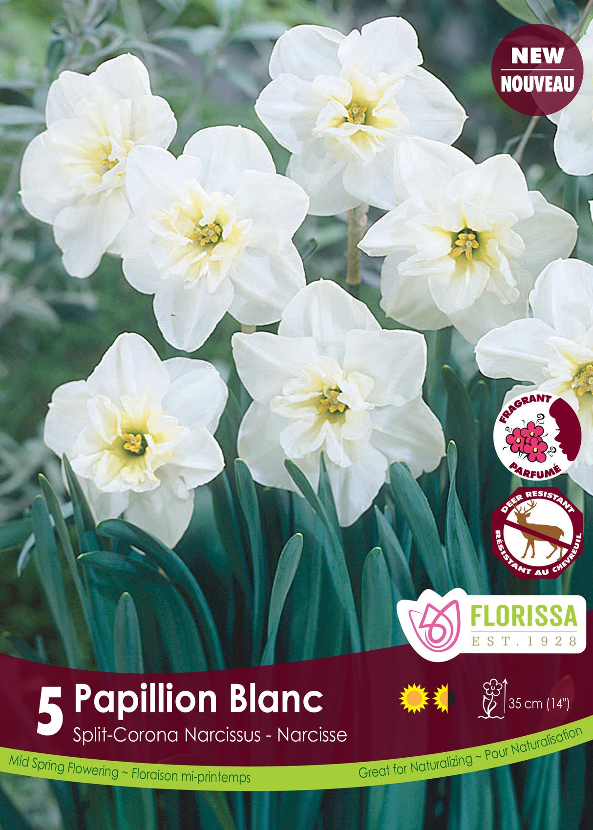 Narcissus Split Cup - Papillion Blanc Retail