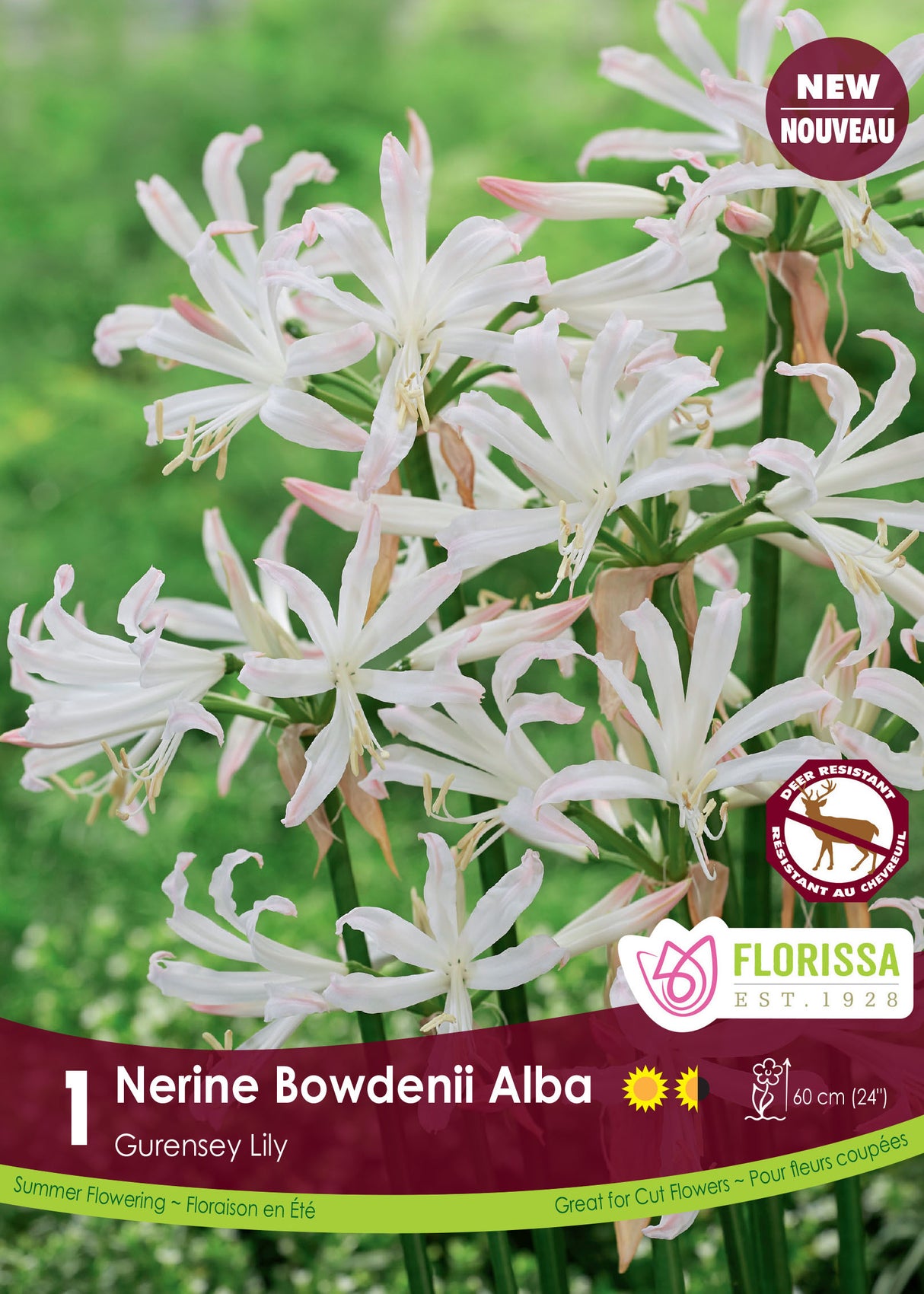 Nerine - Bowdenii Alba