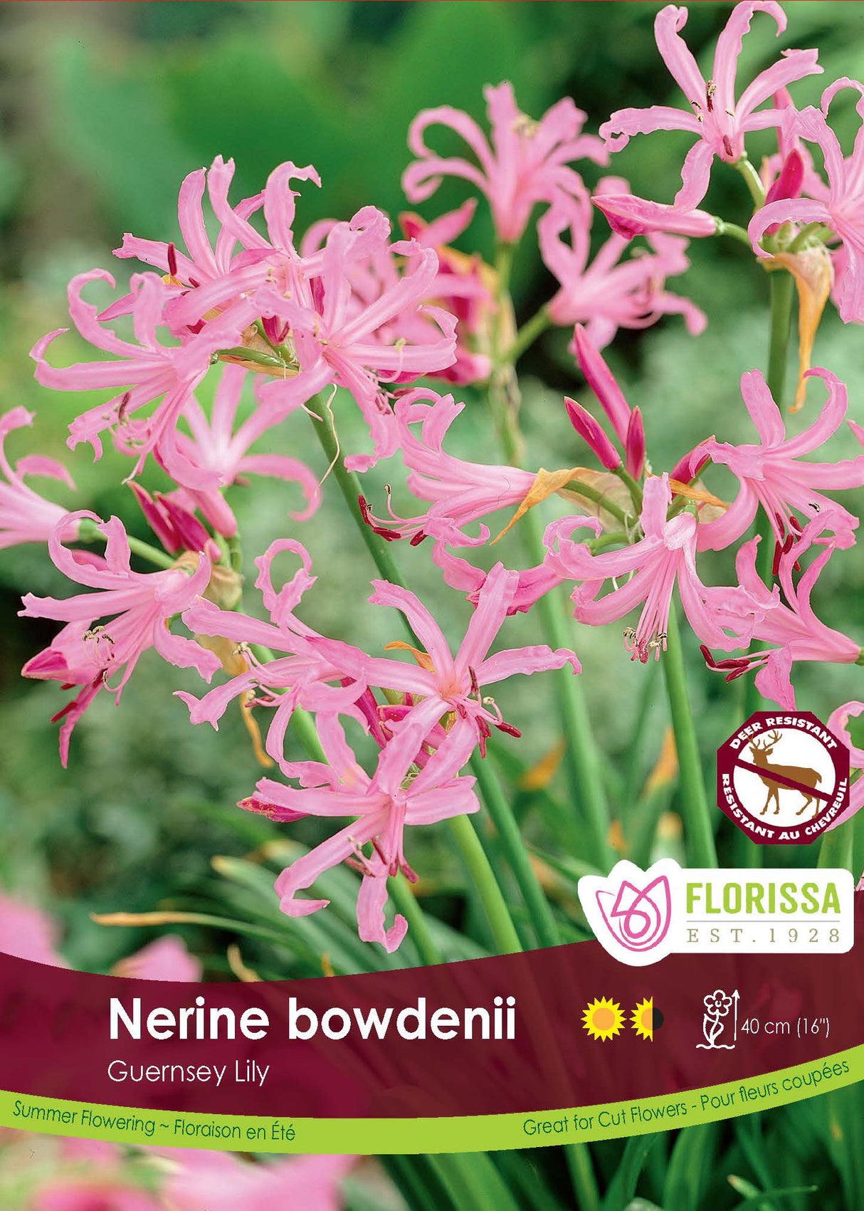 Nerine - Bowdenii