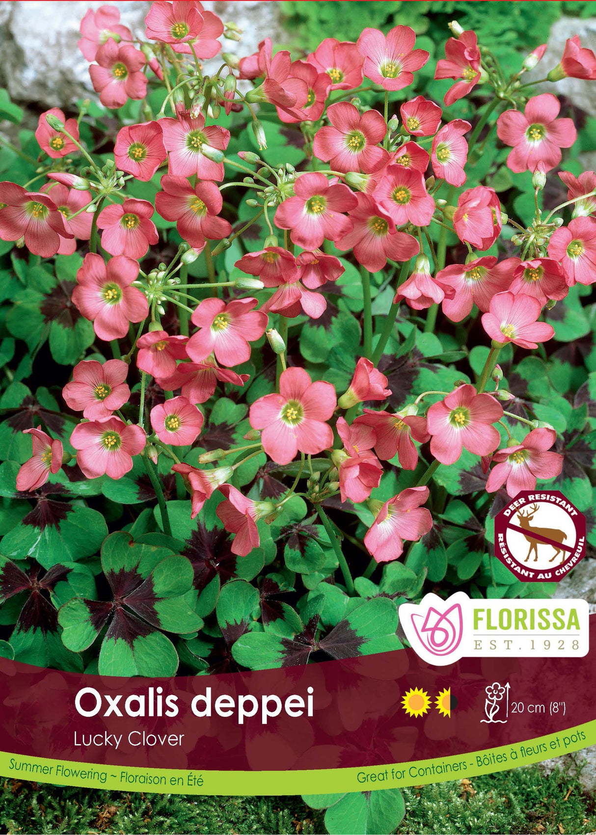 Oxalis - Deppei