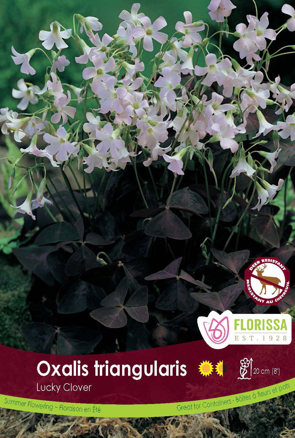 Oxalis - Triangularis