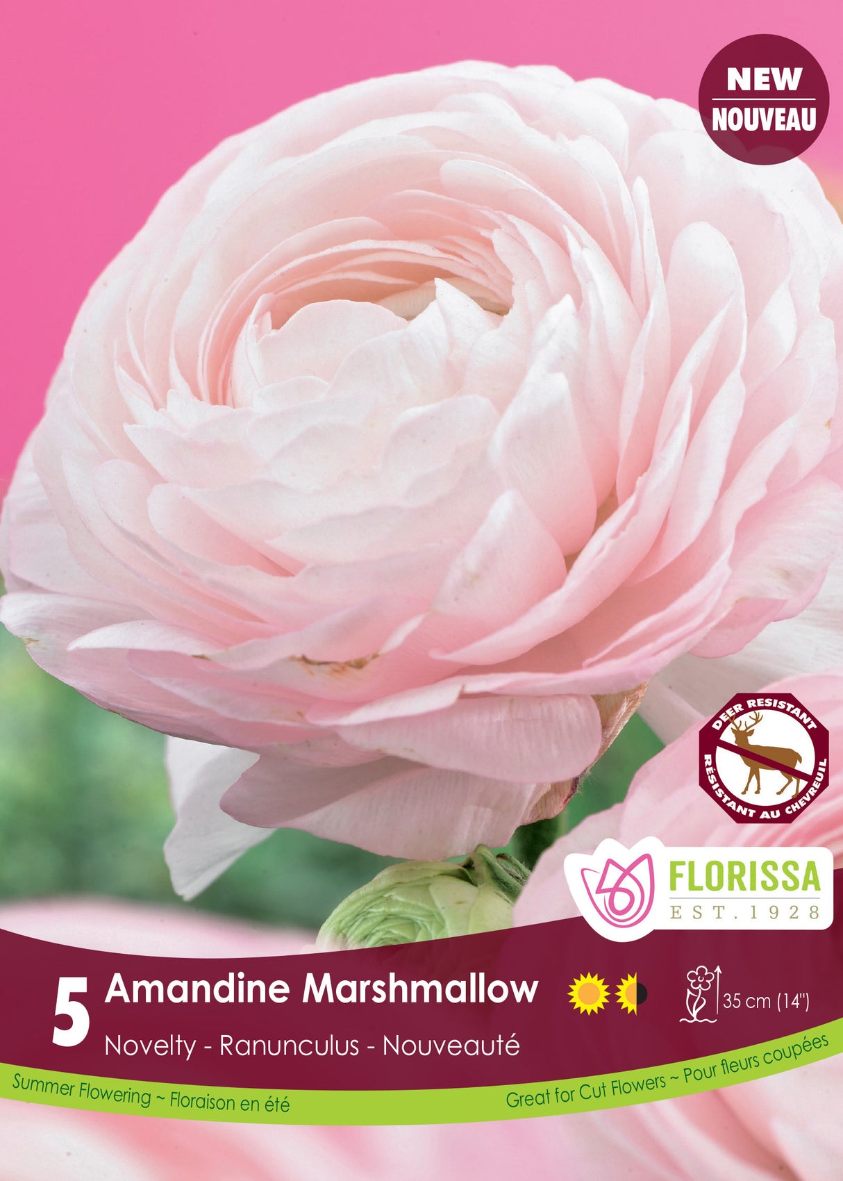 Ranunculus - Amandine Marshmallow Fall Retail