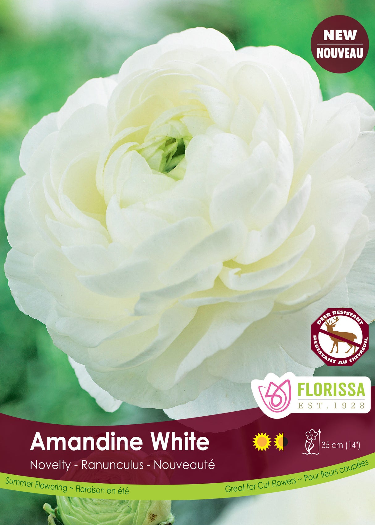 Ranunculus - Amandine White Fall Bulk